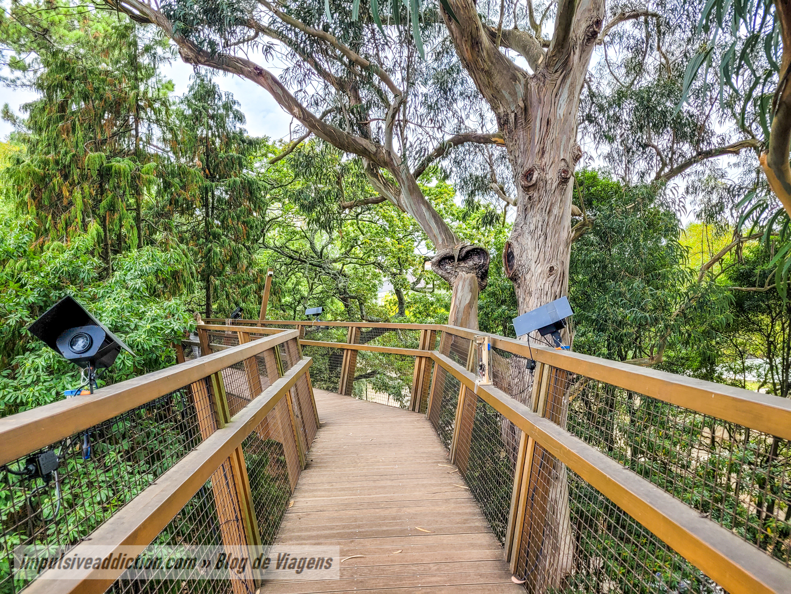 TreeTop Walk at Serralves Park