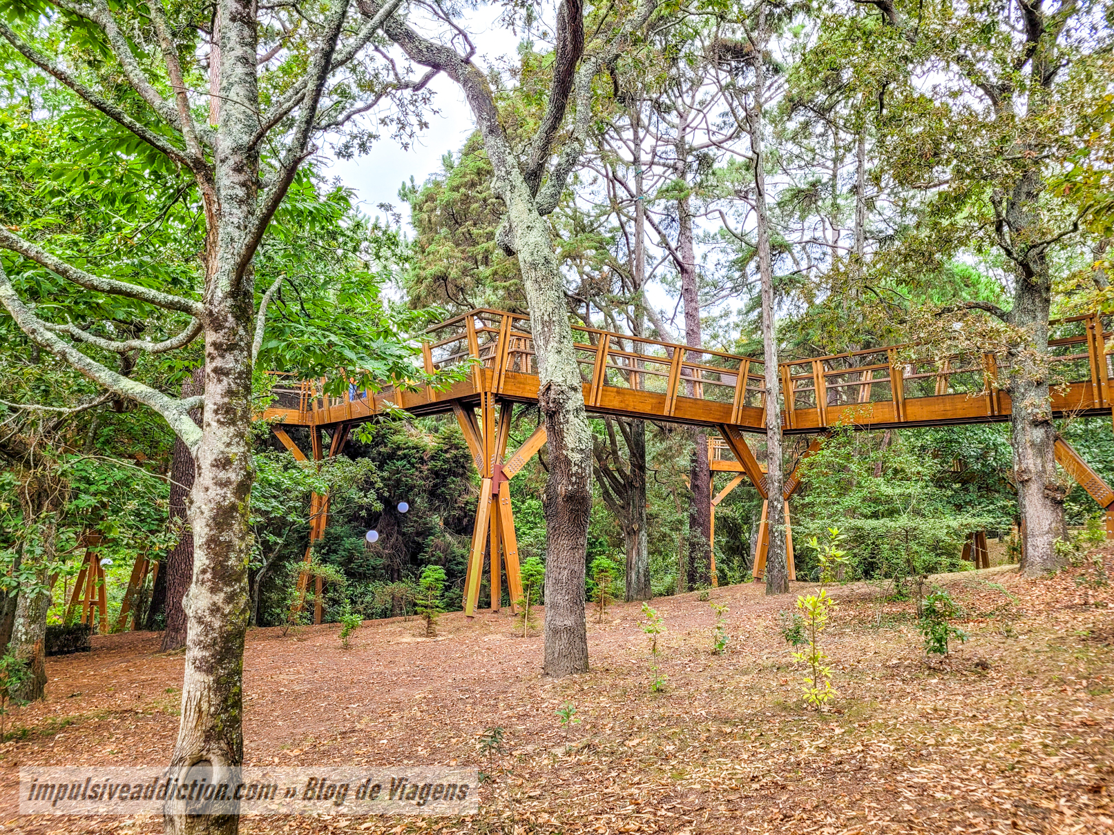 TreeTop Walk at Serralves Park