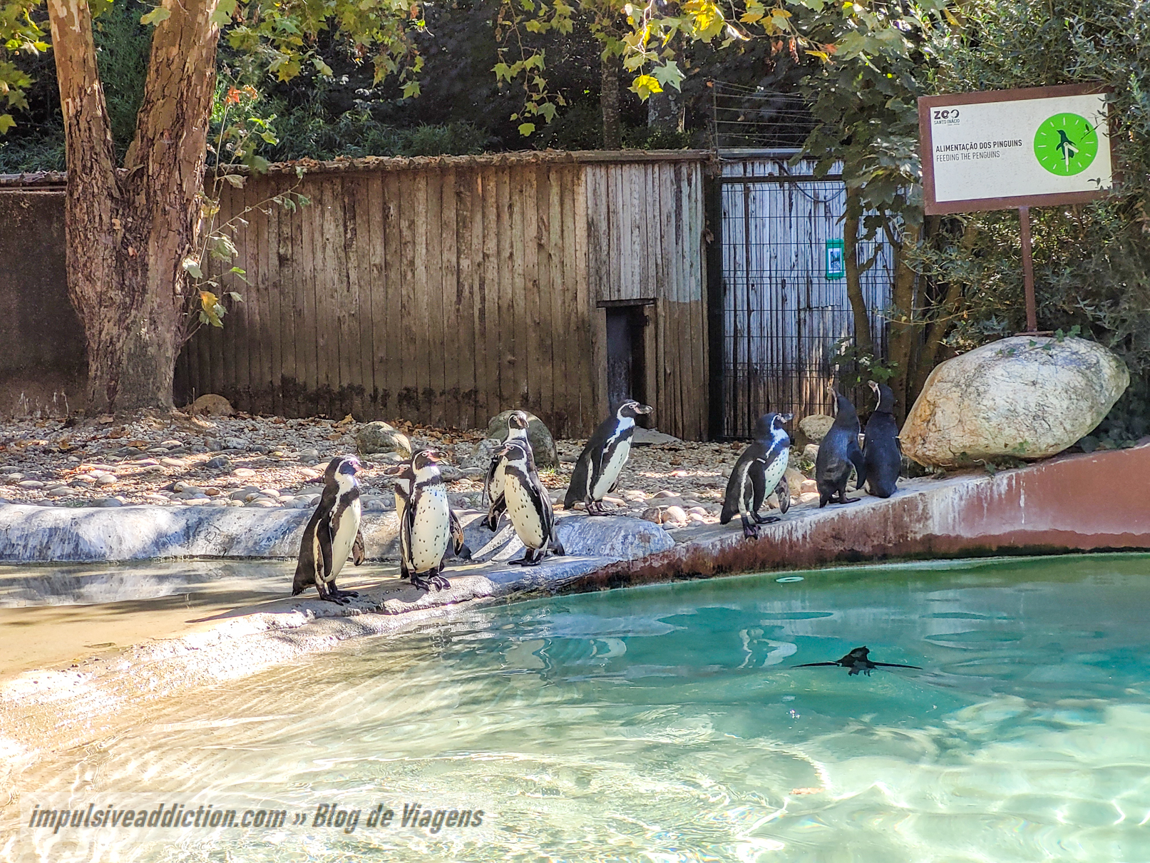 Pinguins do Jardim Zoológico de Santo Inácio