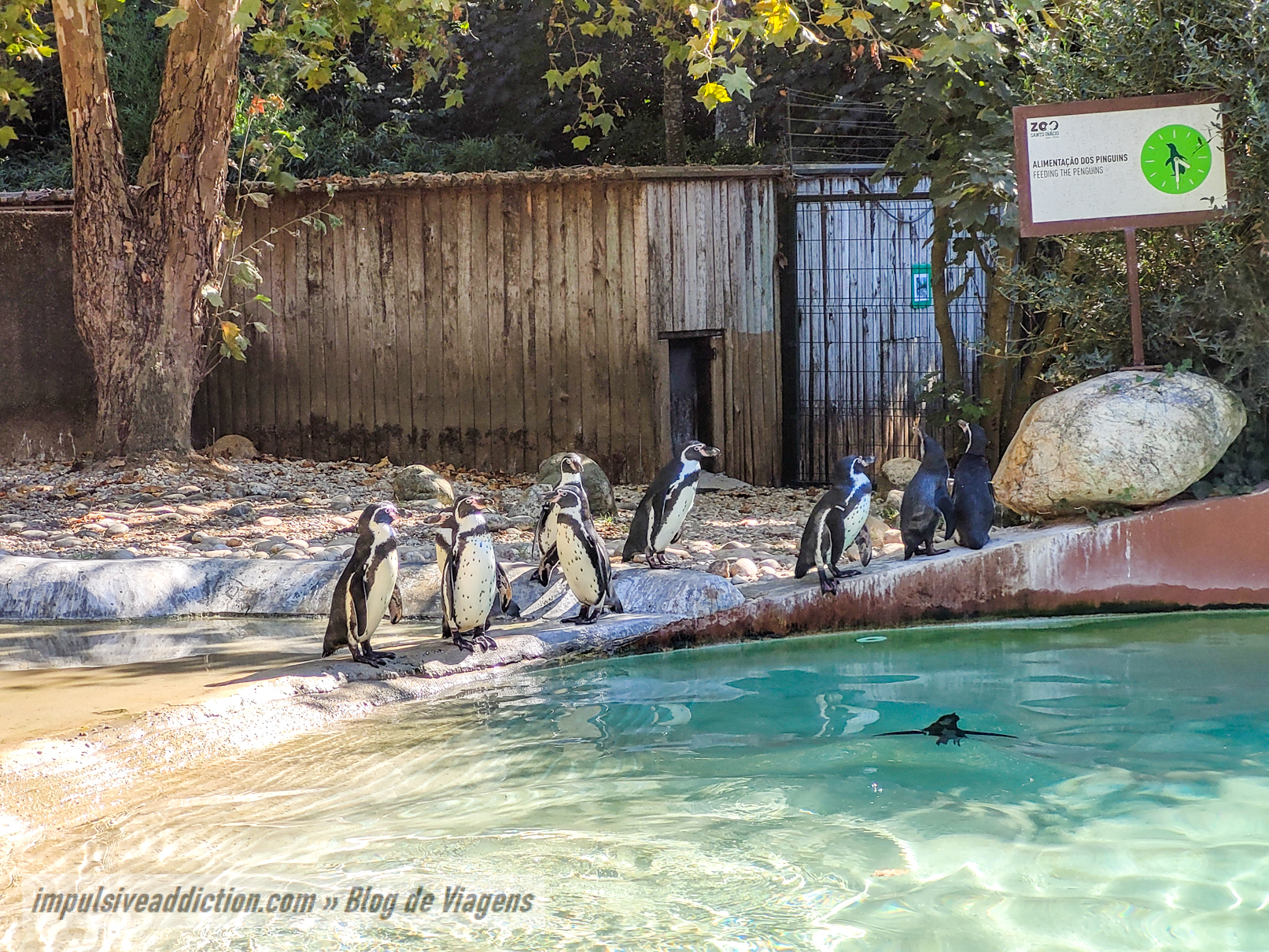 Santo Inácio Zoo