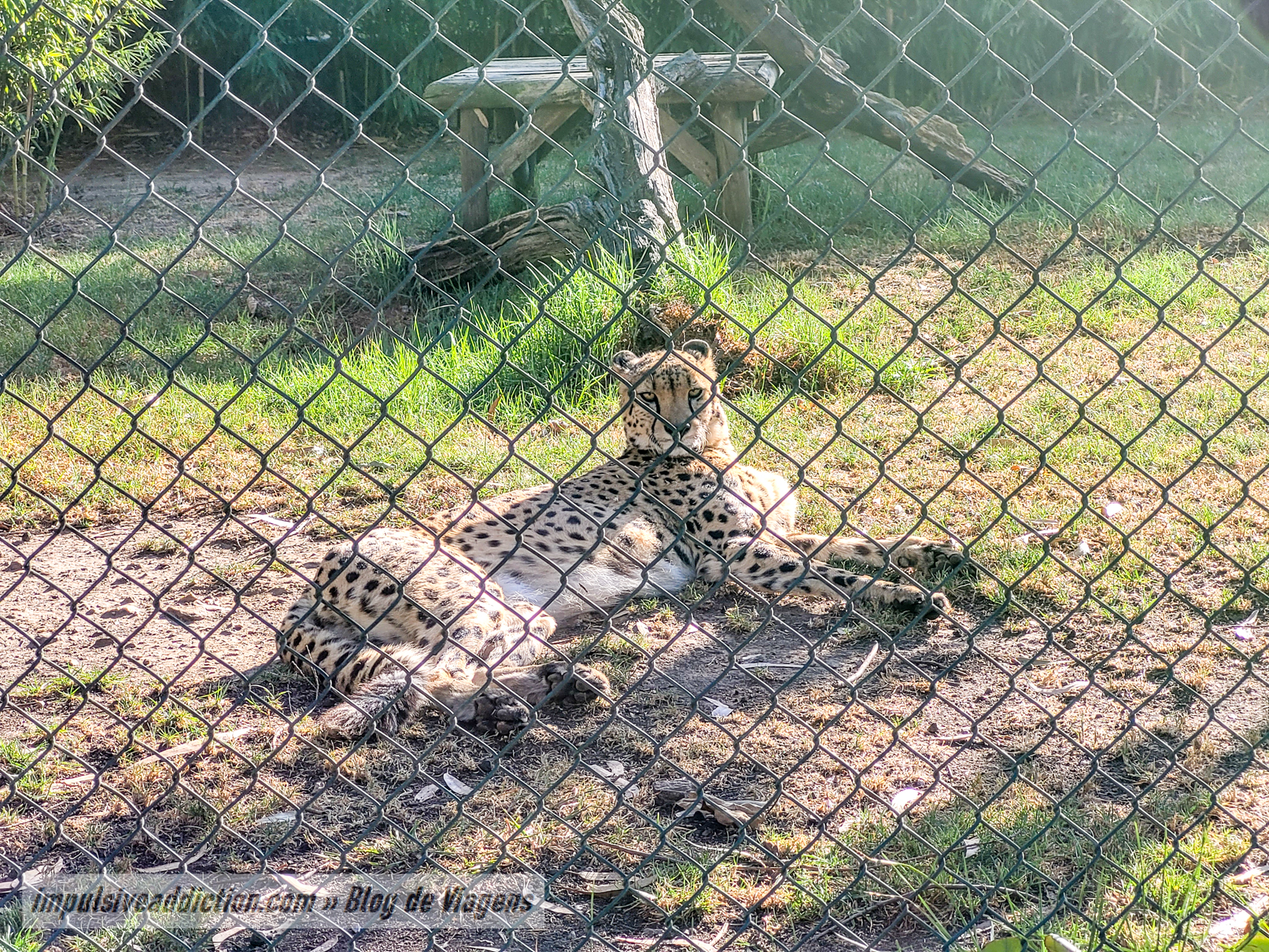 Santo Inácio Zoo