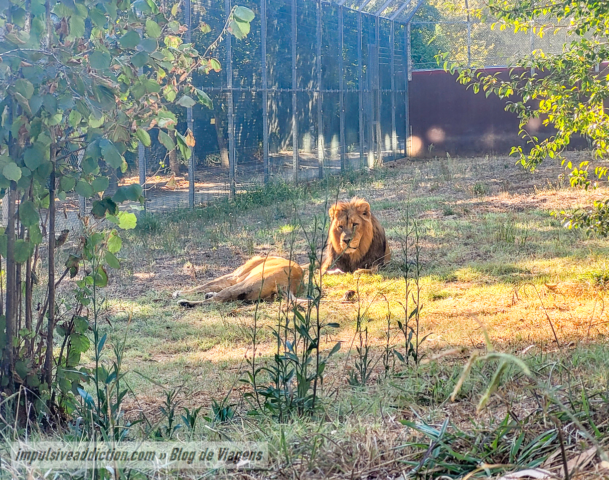Santo Inácio Zoo