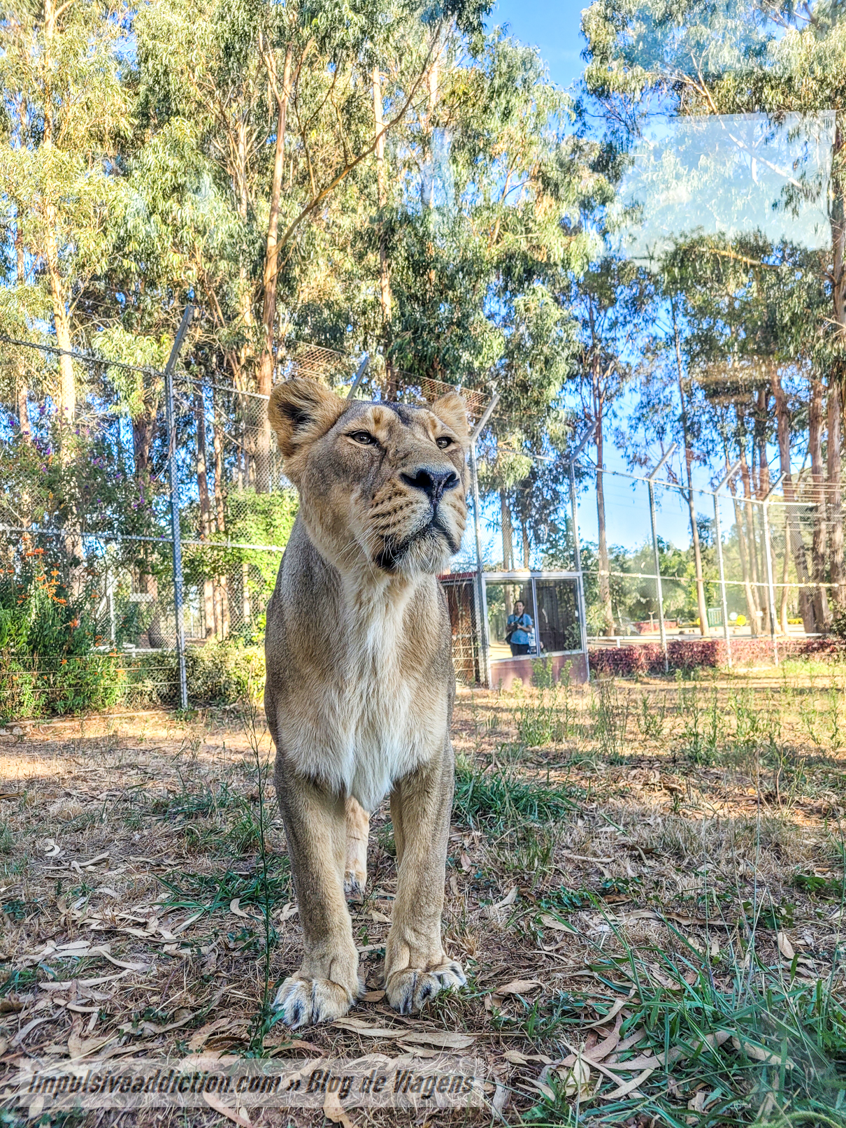 Santo Inácio Zoo on a day trip from Porto