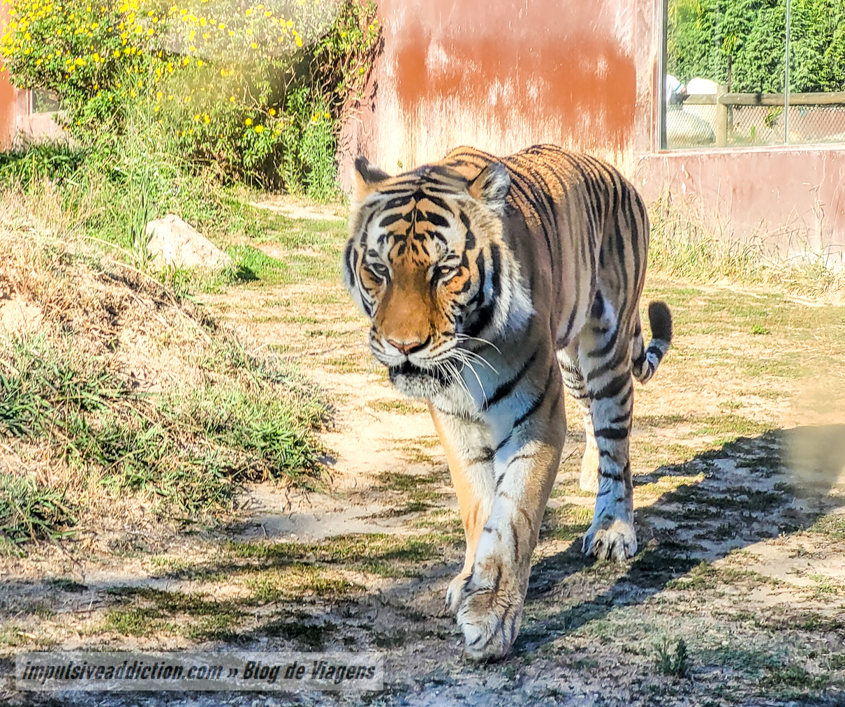 Santo Inácio Zoo