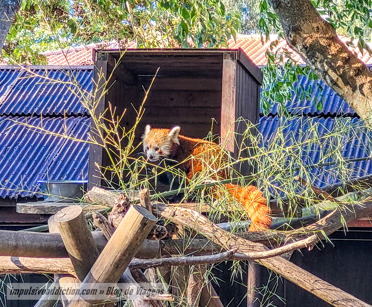 Santo Inácio Zoo