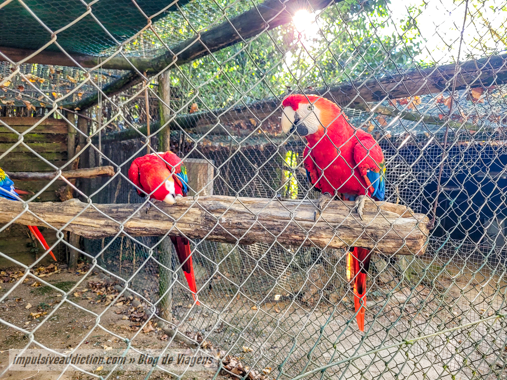 Santo Inácio Zoo