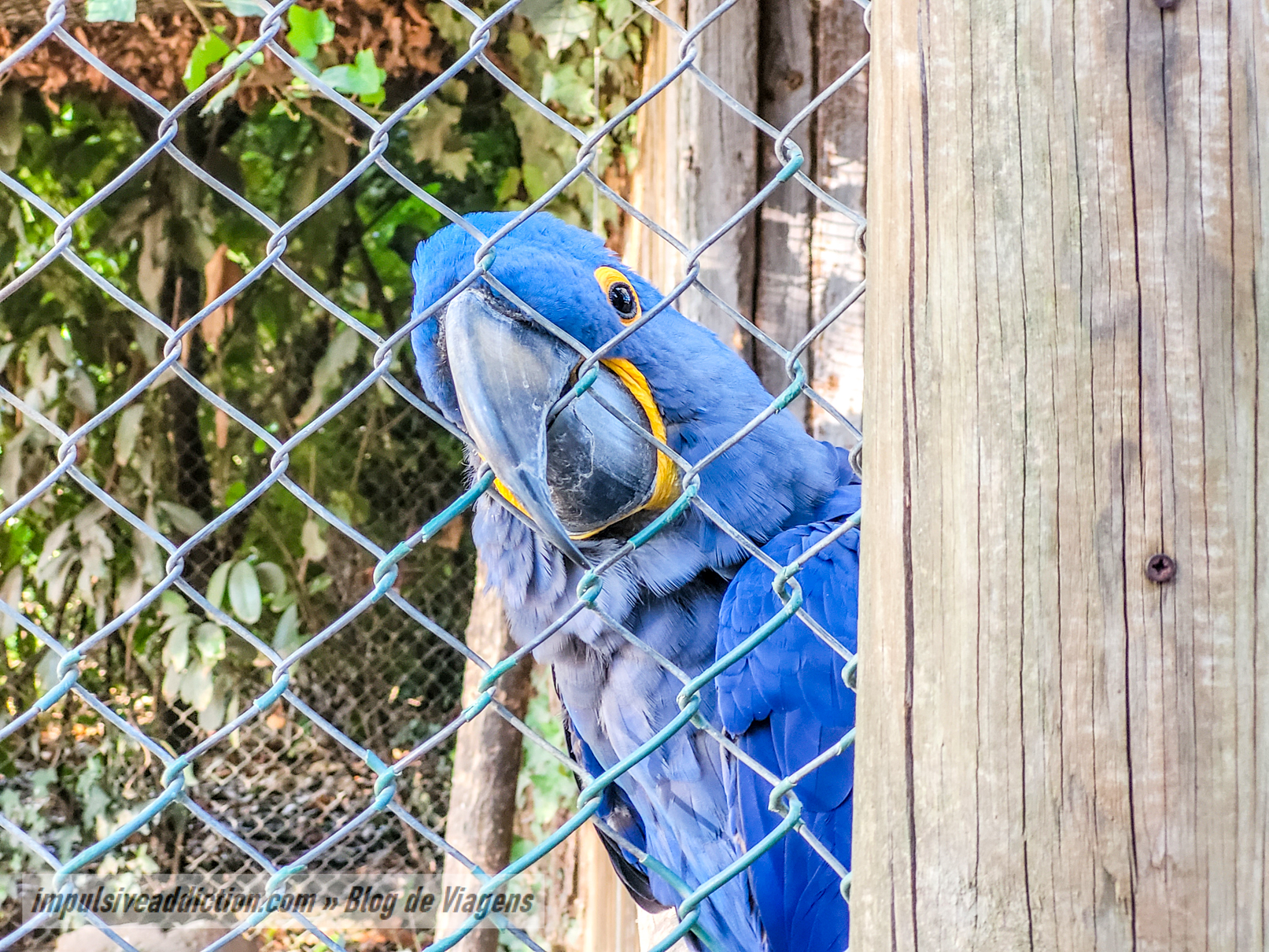 Santo Inácio Zoo on a day trip from Porto