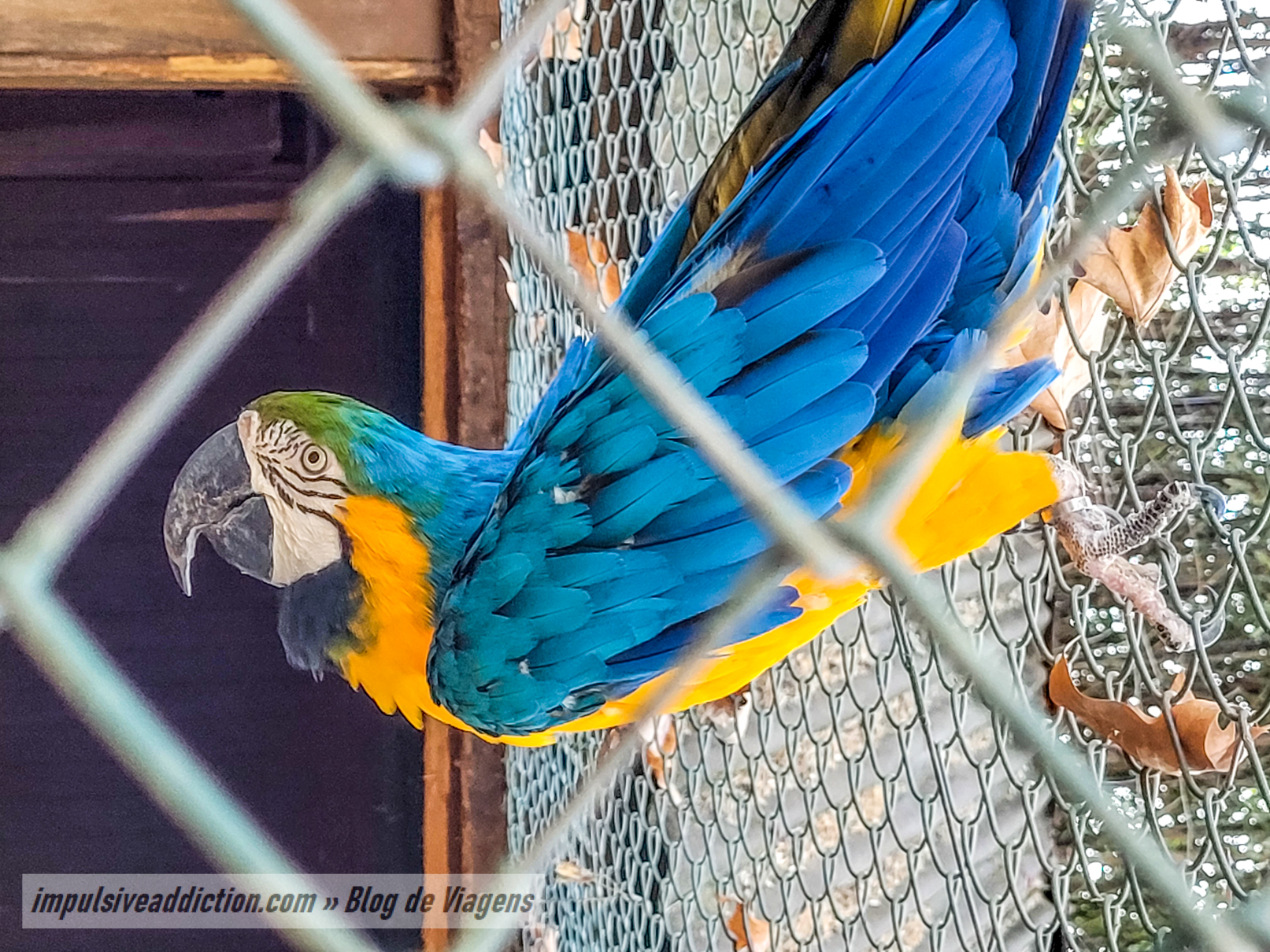 Santo Inácio Zoo