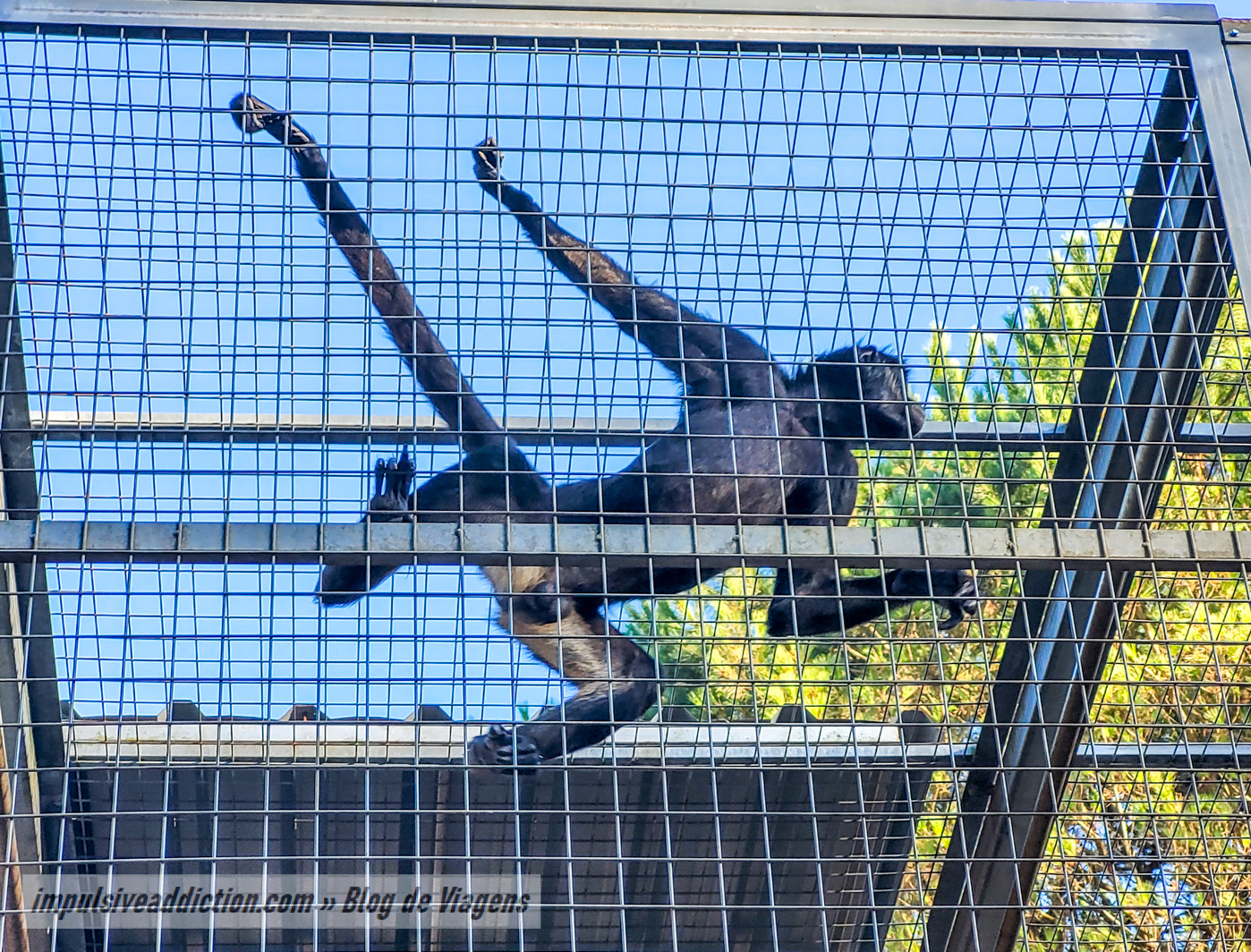 Santo Inácio Zoo