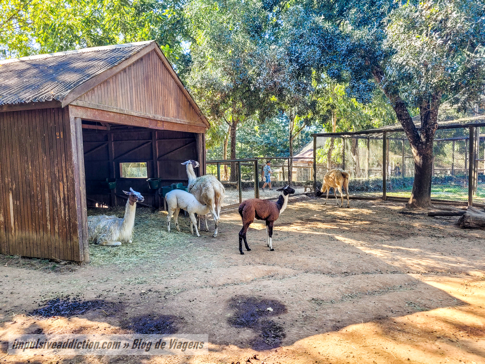 Lamas do Jardim Zoológico de Santo Inácio