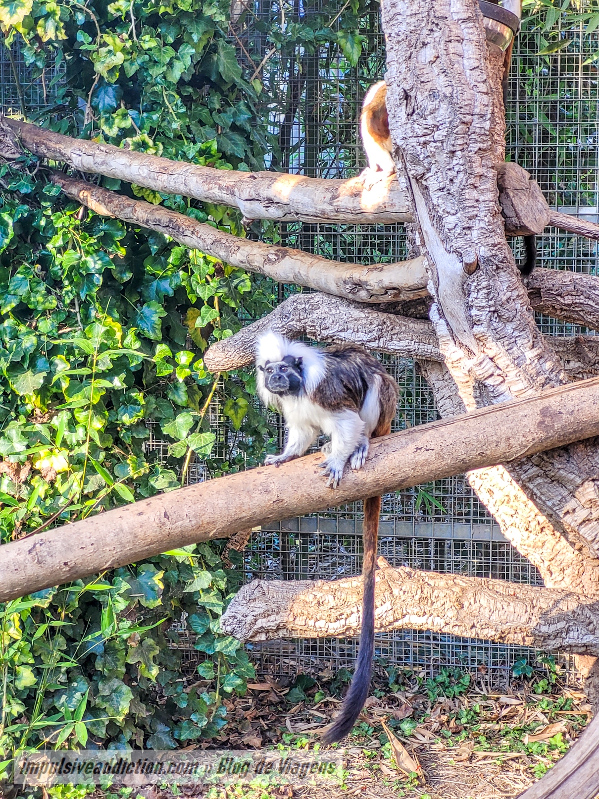 Santo Inácio Zoo