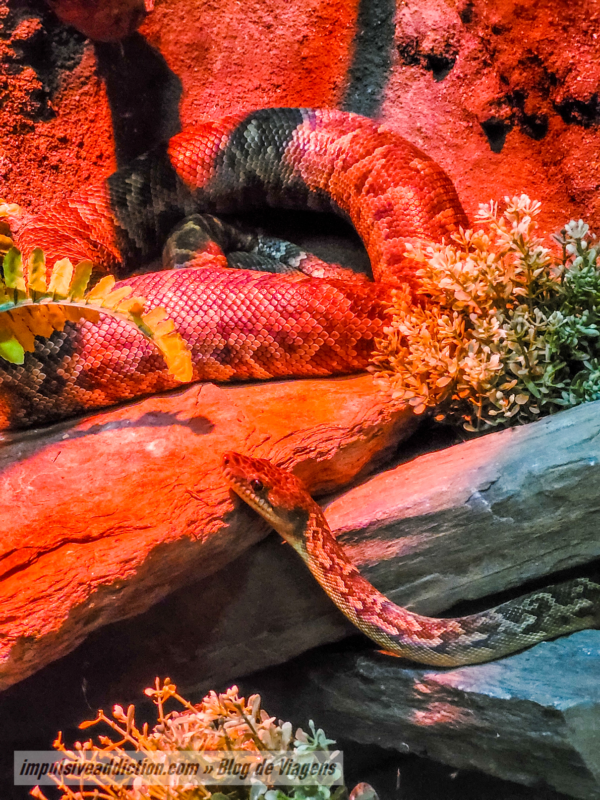 Santo Inácio Zoo