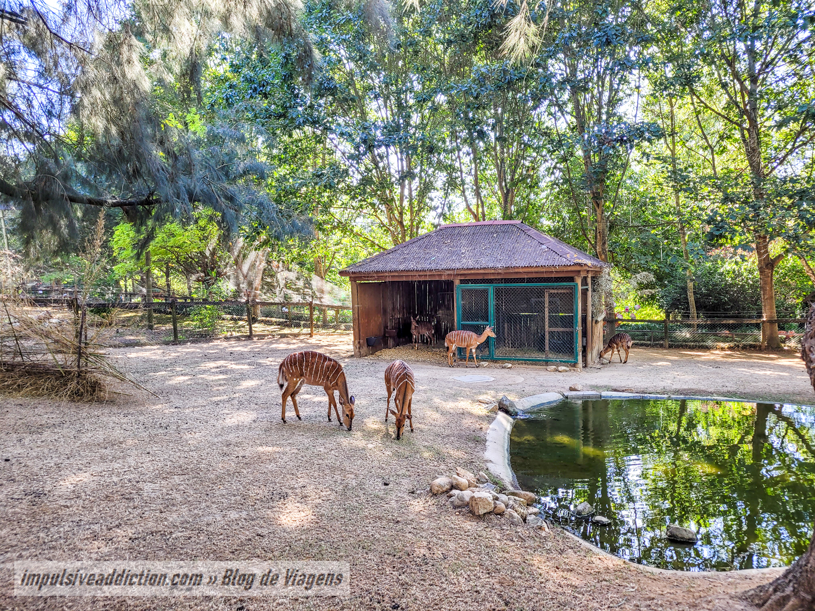 Santo Inácio Zoo