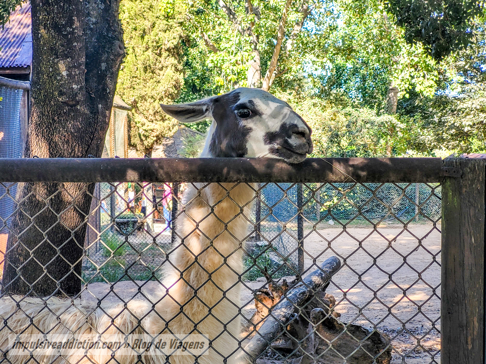 Lamas do Jardim Zoológico de Santo Inácio