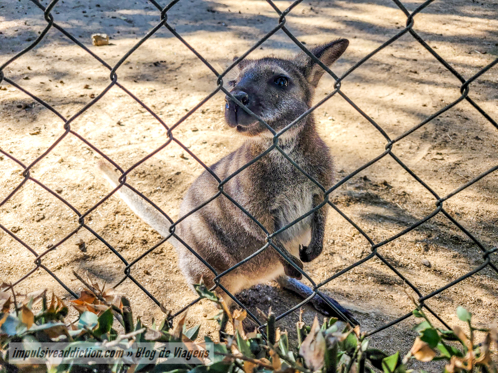Santo Inácio Zoo