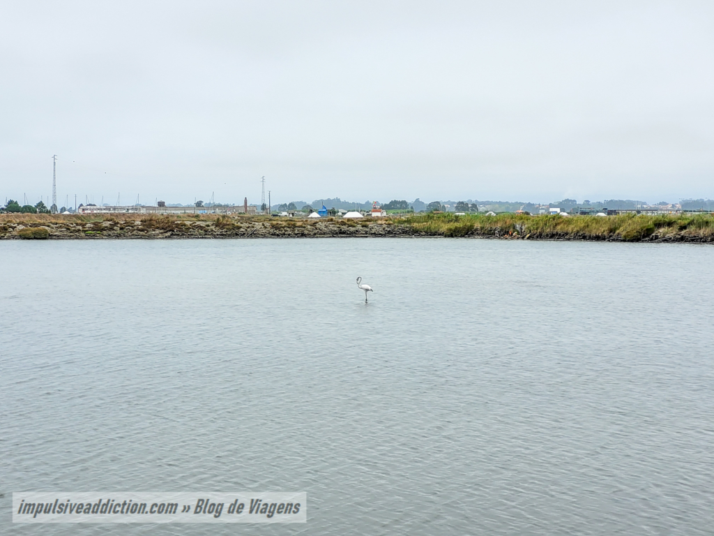 Flamingo in Ria de Aveiro
