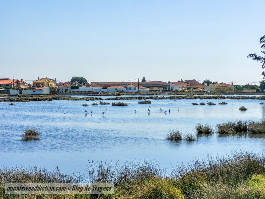 Avistamento de Flamingos na Ribeira do Gago