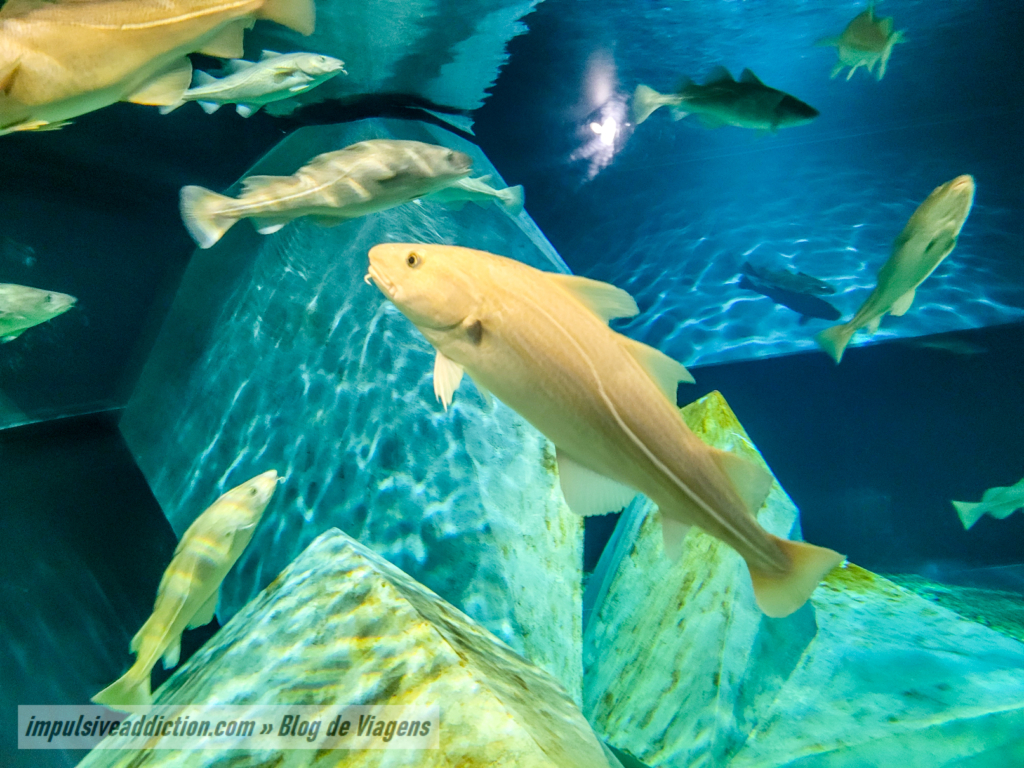 Codfish Aquarium