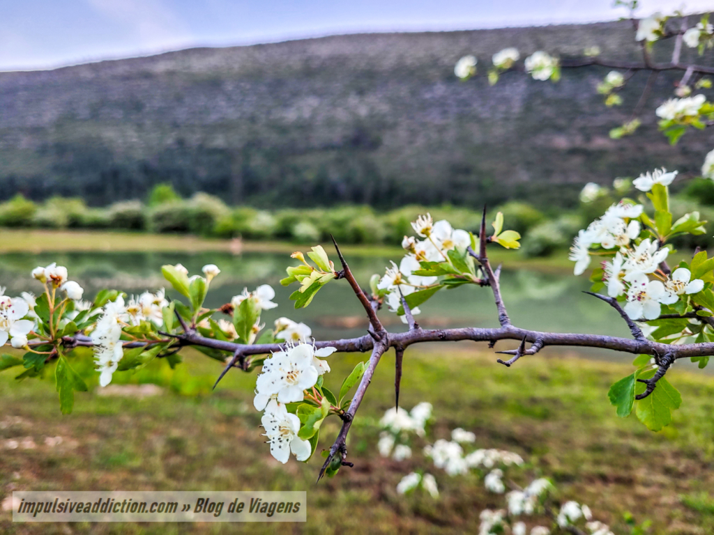 Pilriteiros em flor na Polje de Minde, em Mira de Aire