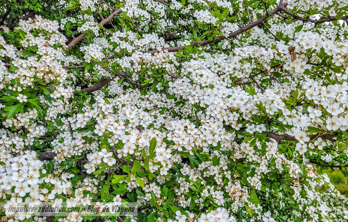 Pilriteiros em flor na Polje de Minde - Mira de Aire