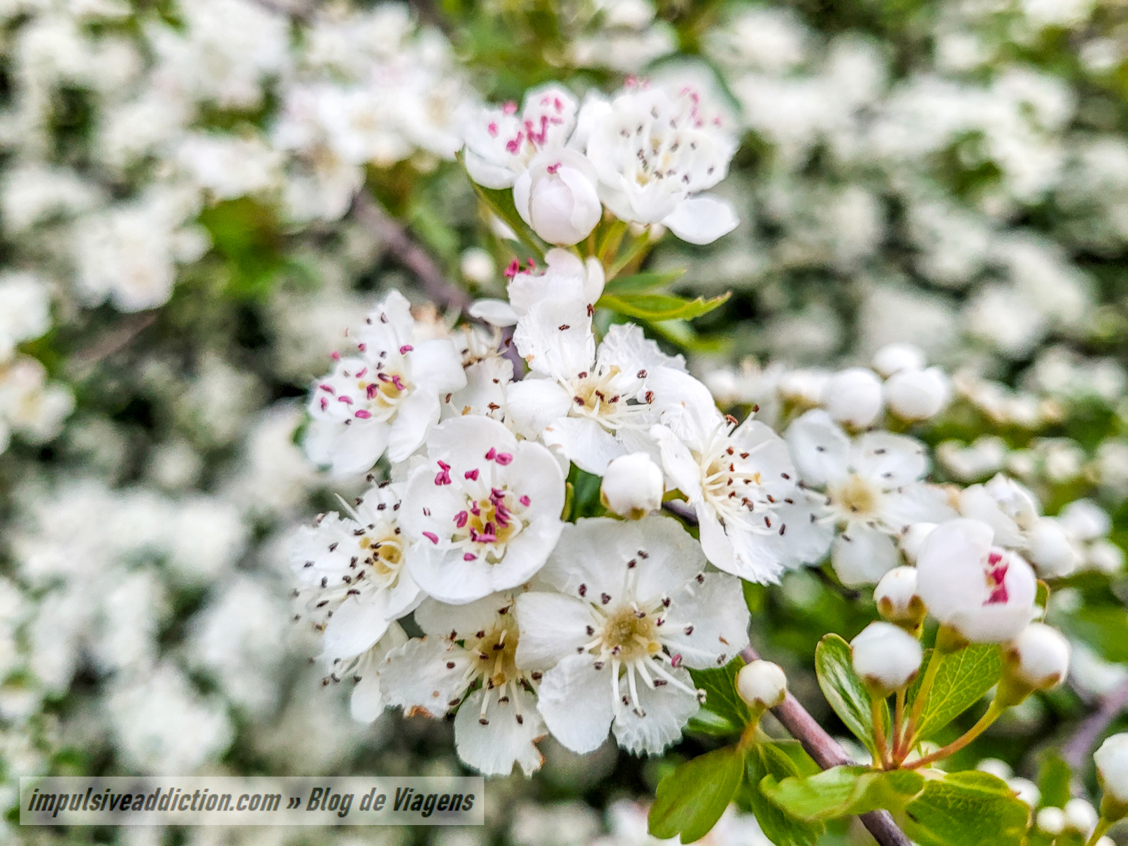 Pilriteiros em flor na Polje de Minde - Mira de Aire