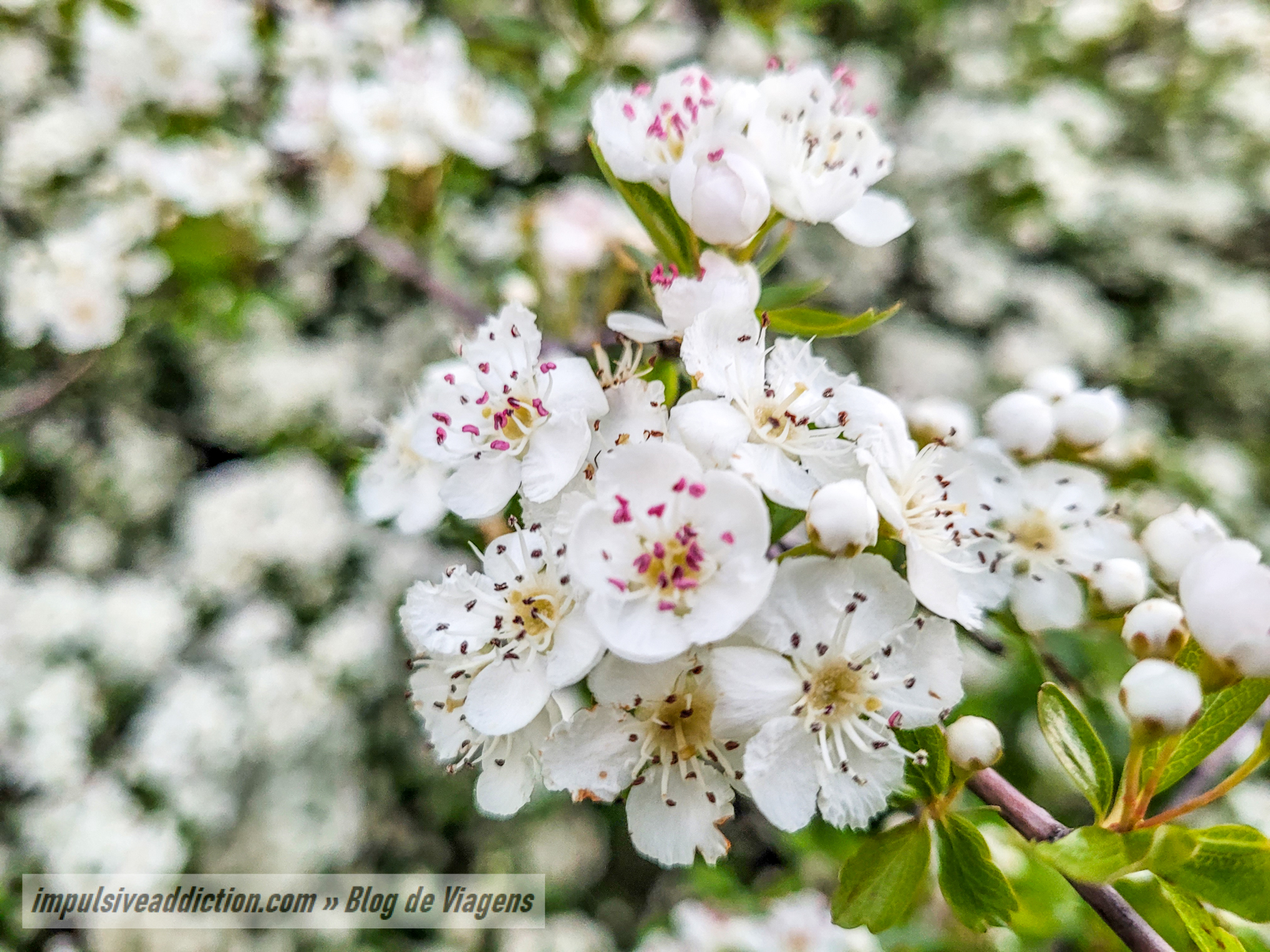 Pilriteiros em flor na Polje de Minde - Mira de Aire