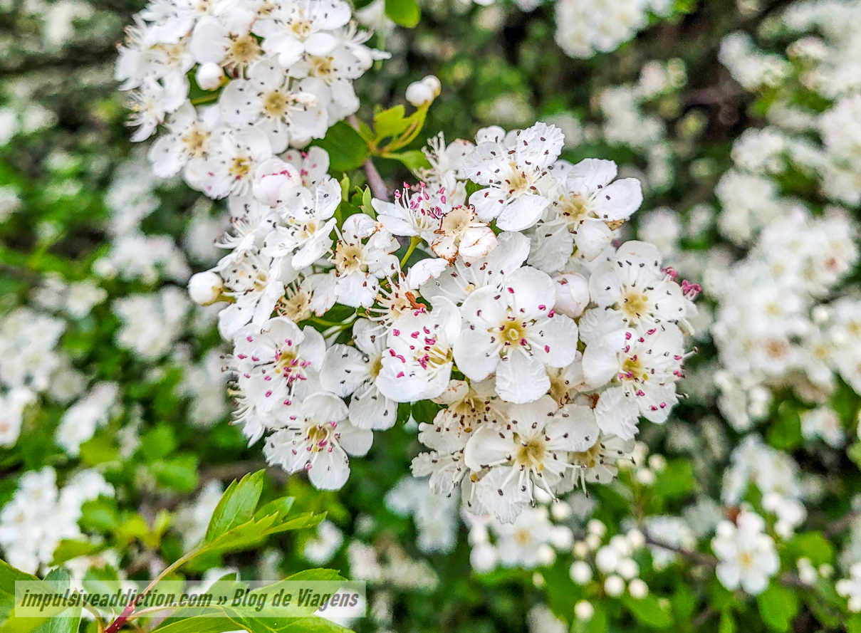 Pilriteiros em flor na Polje de Minde - Mira de Aire