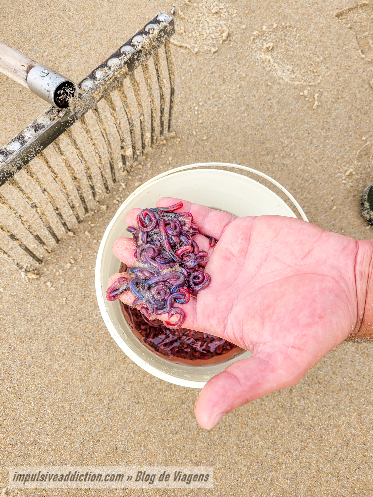Catching fishing worms at São Jacinto beach