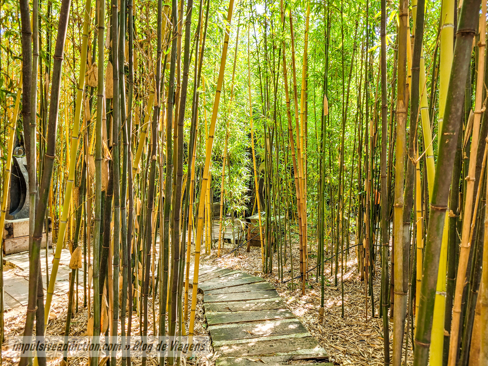 Labirinto de Bambu do Jardim dos Budas