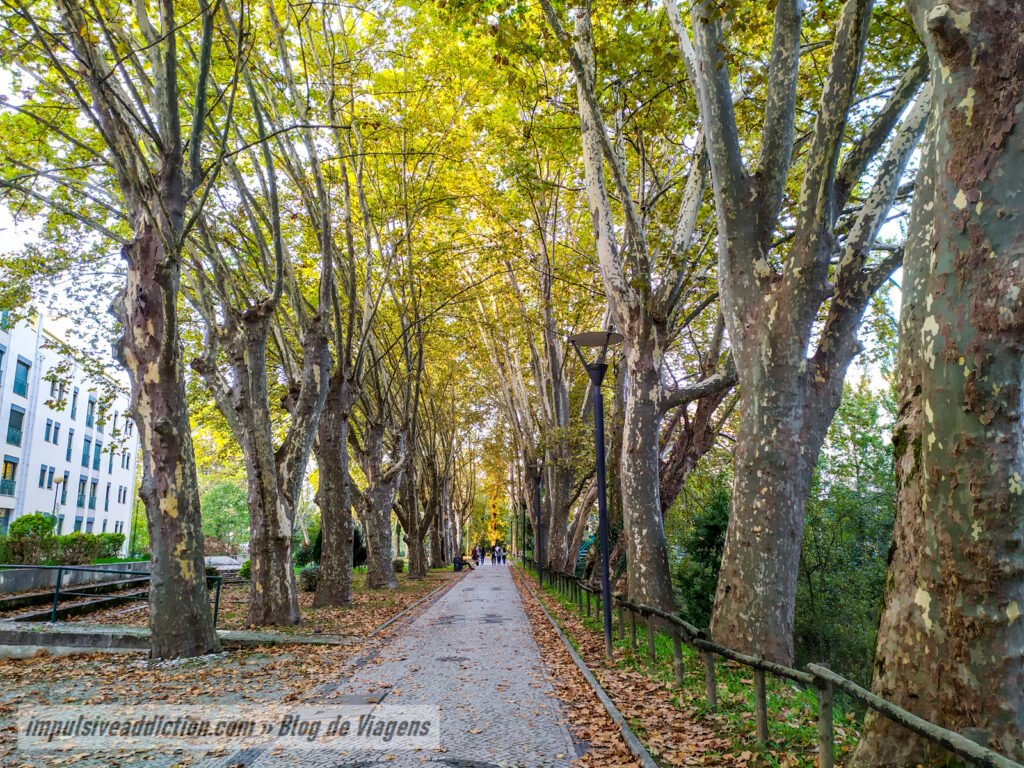 Plátanos da Via Polis de Leiria