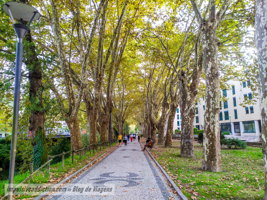 Plátanos da Via Polis de Leiria