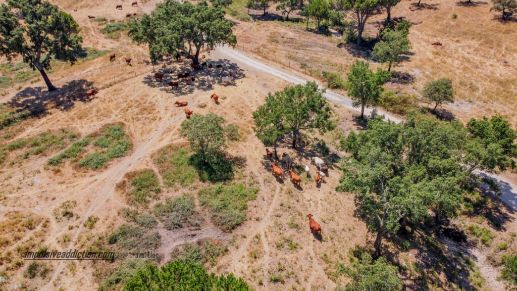 Cattle in Alentejo along N2 road