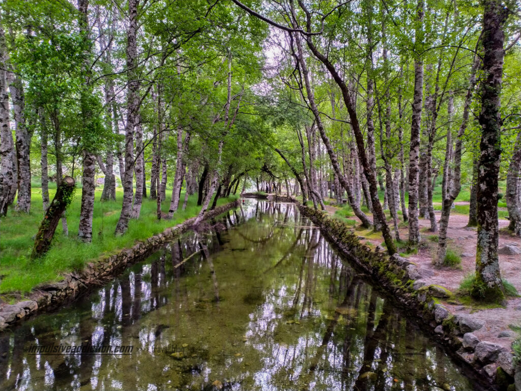 O Bosque do Covão d'Ametade na Serra da Estrela