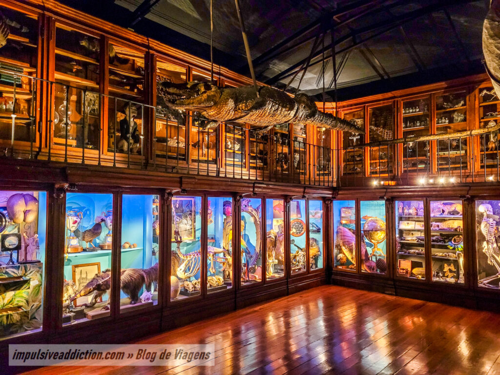 Cabinet of Curiosities of the University of Coimbra