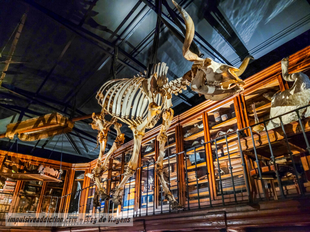 Cabinet of Curiosities of the University of Coimbra