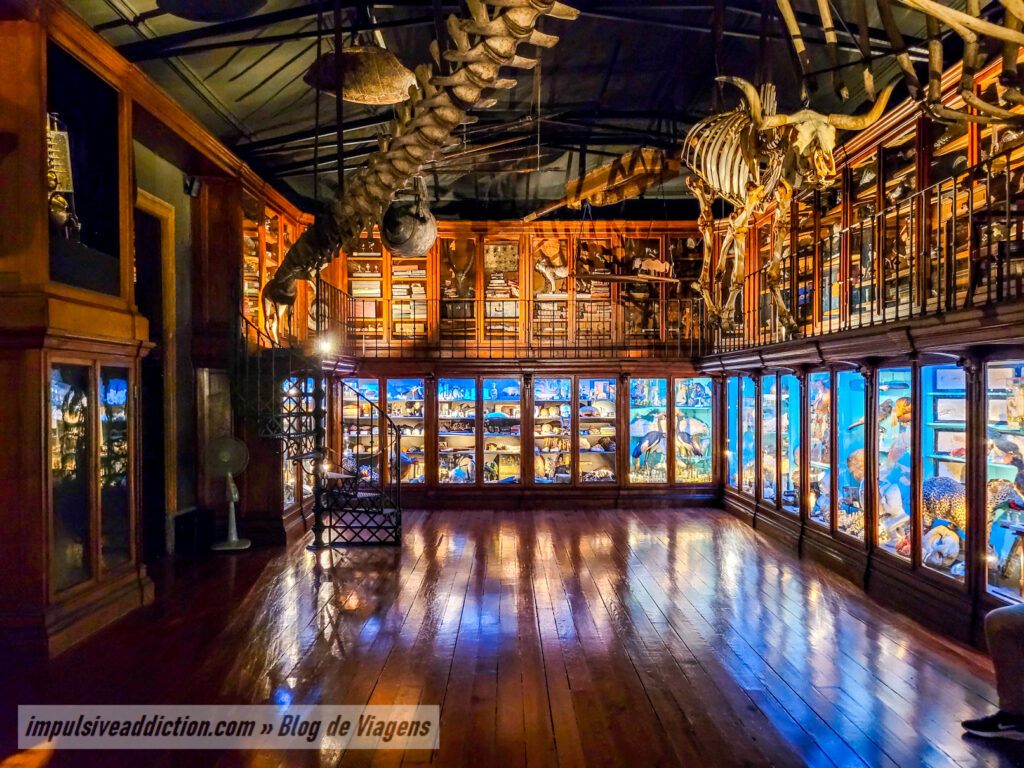 Cabinet of Curiosities of the University of Coimbra