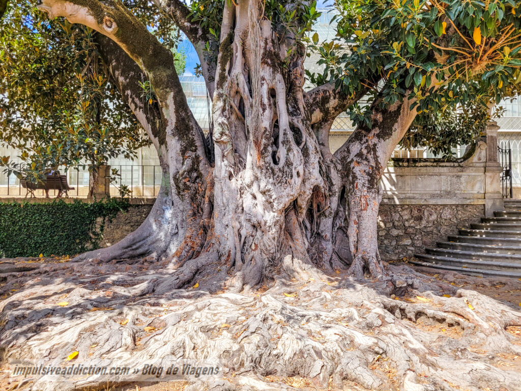 Botanical Garden of the University of Coimbra