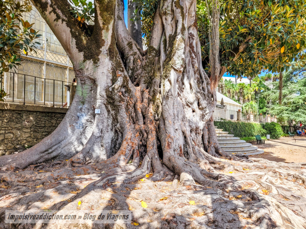 Figueira Estranguladora do Jardim Botânico da Universidade de Coimbra