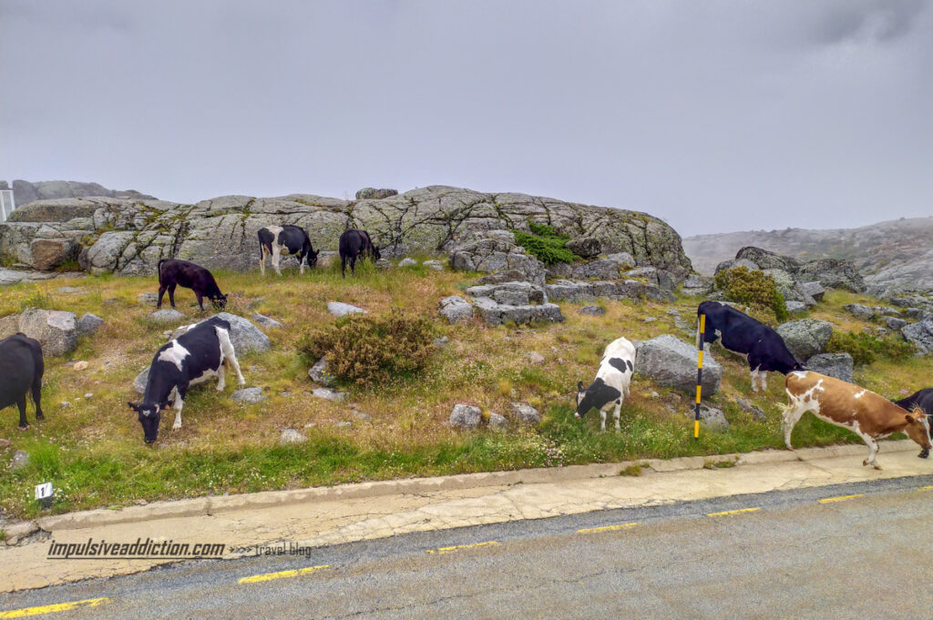 Vacas da Serra na Estrada junto à Lagoa Comprida
