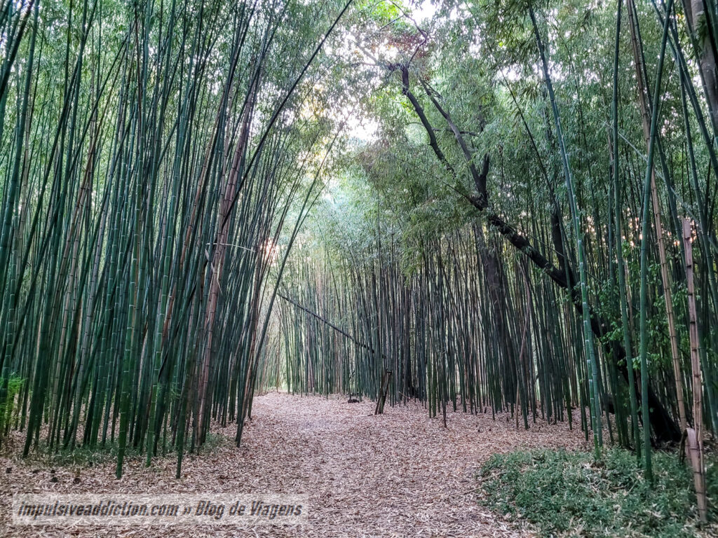 Choupal National Forest
