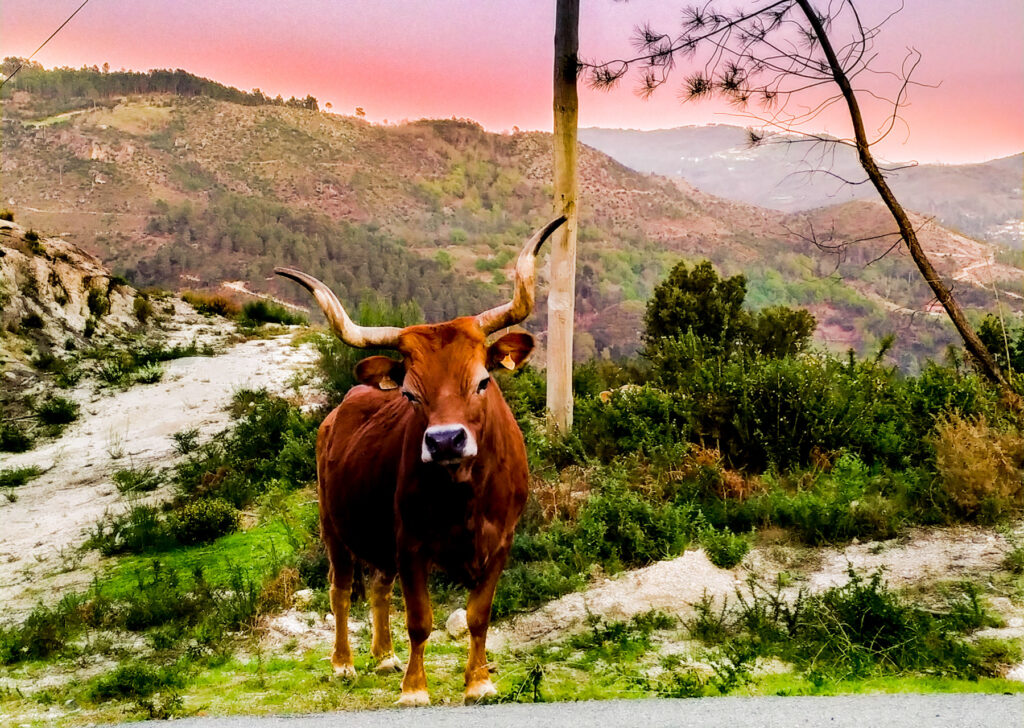 Animais ao longo dos Trilhos do Gerês - não incomodar!