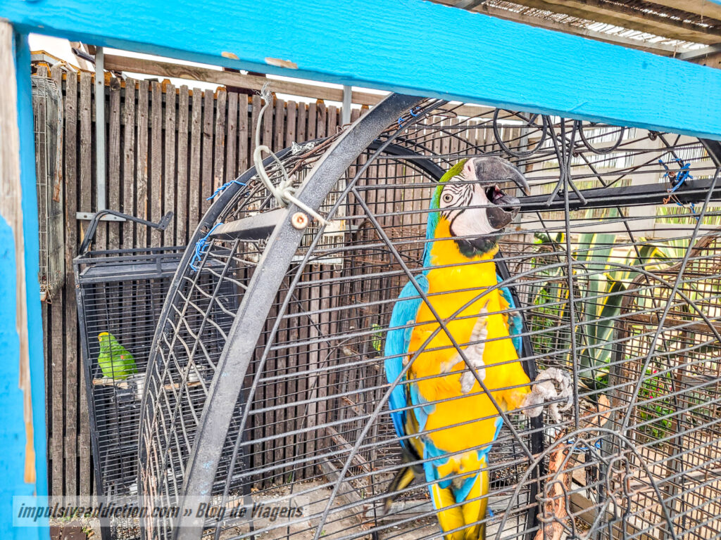 Parrots at Cabana do Pescador Beach | Costa da Caparica
