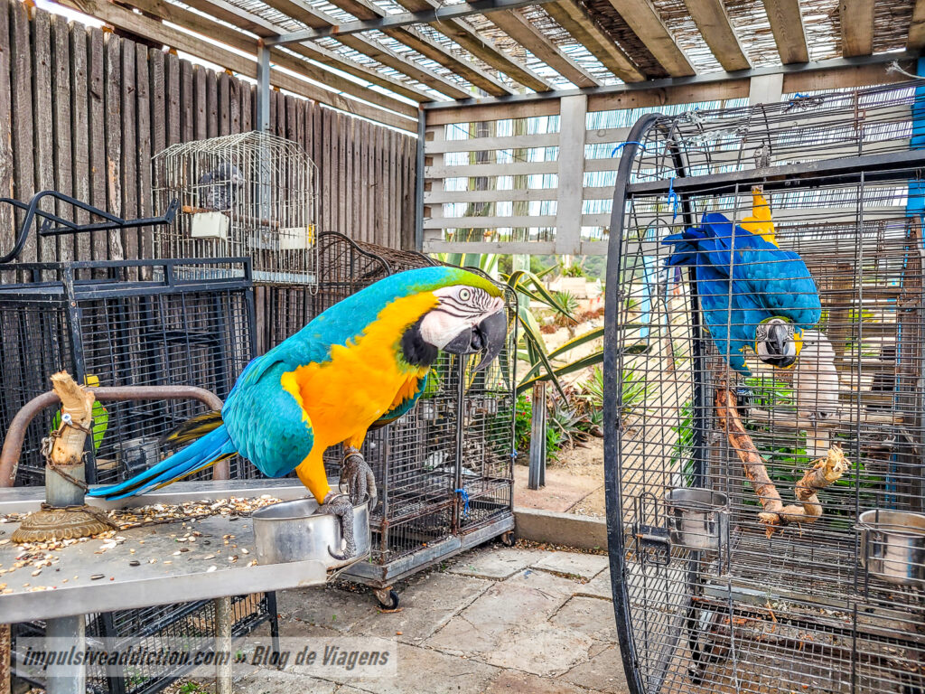Parrots at Cabana do Pescador Beach | Costa da Caparica