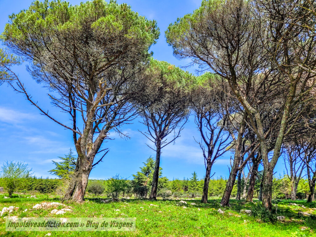 Percurso da Biodiversidade de Montejunto