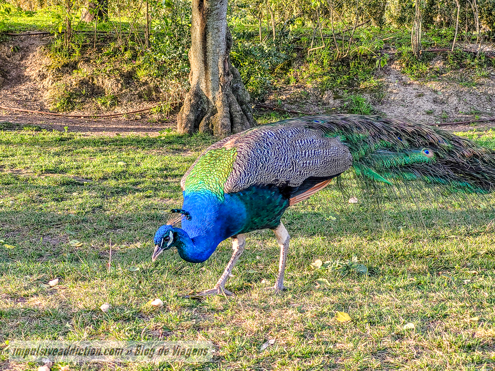 Animais da Quinta da Piedade ao visitar Vila Franca de Xira