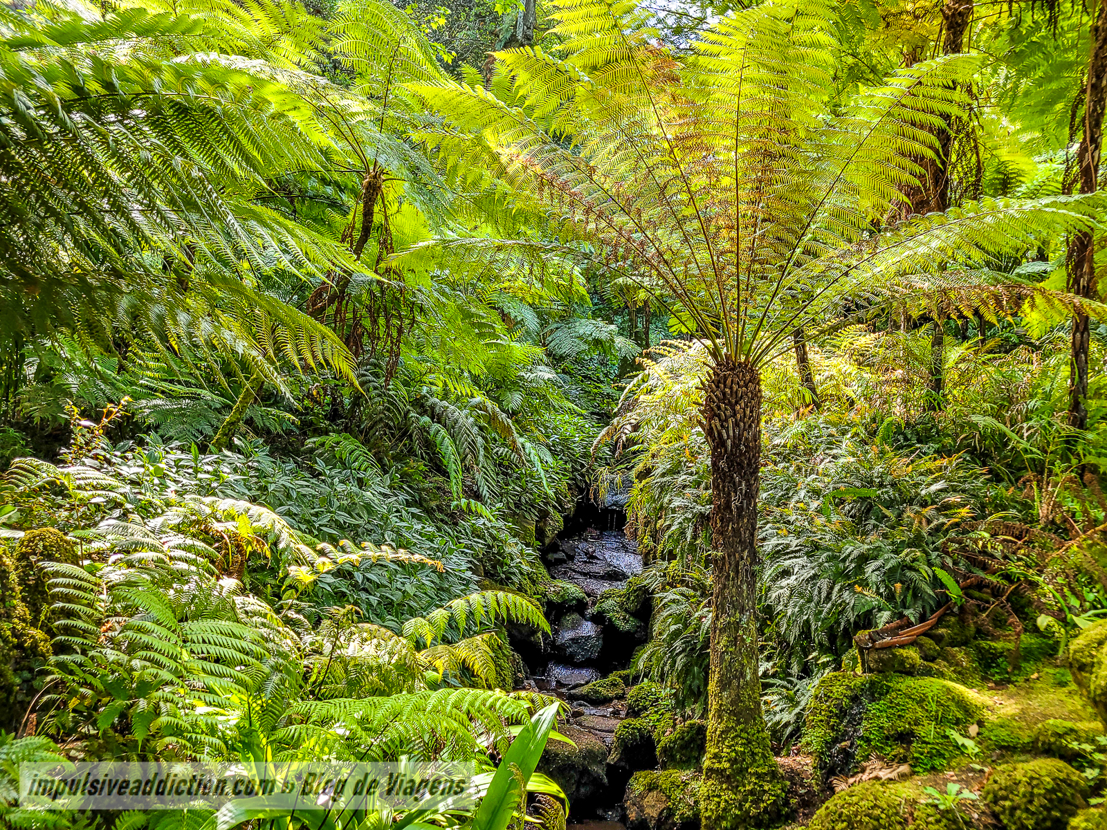 Parque do Palácio de Monserrate | Melhores parques e palácios de Sintra