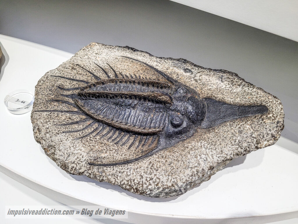 Museu de História Natural de Sintra