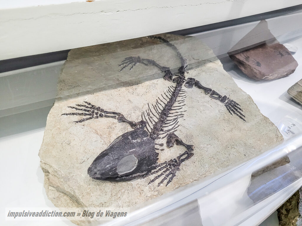 Museu de História Natural de Sintra