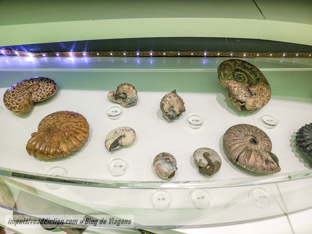 Museu de História Natural de Sintra