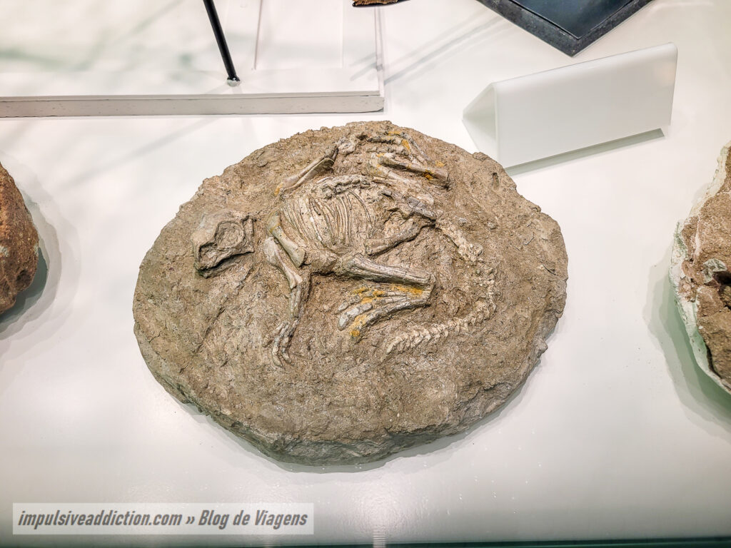 Museu de História Natural de Sintra